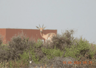 Biodiversity Action Plan (BAP) at the Hassyan plant
